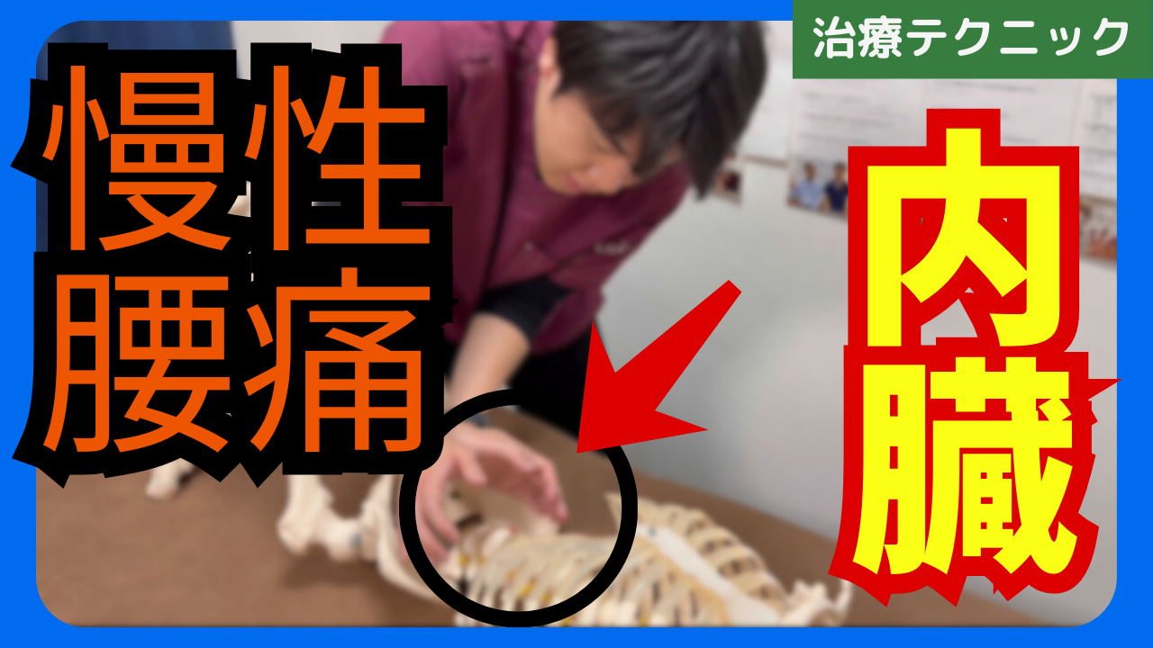 慢性腰痛の原因はここ！内臓に対する治療テクニックをご紹介！！